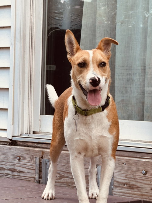 Nyah - Small Survivor, Big Heart, a dog for adoption from Wag On Inn Rescue