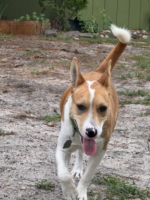 Photo 3 of Nyah - Small Survivor, Big Heart