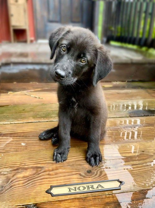 Nora - Curious today. Loyal forever.