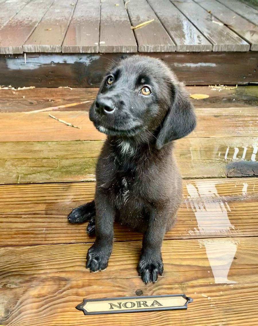 Nora