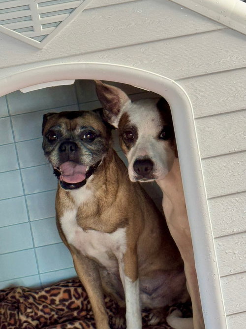 Biscuit (Boxer) - Fresh and ready for love photo 2