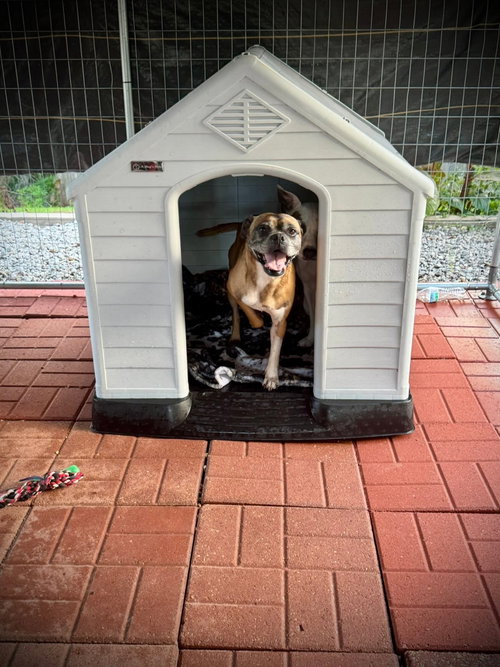 Biscuit (Boxer) - Fresh and ready for love photo 3