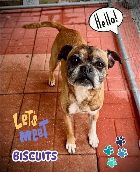Biscuit - Fresh and ready for love
