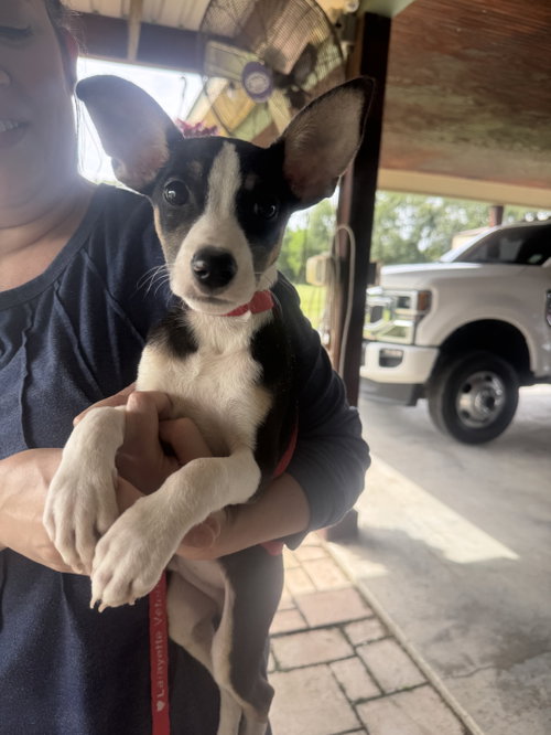 Oliver- JRT