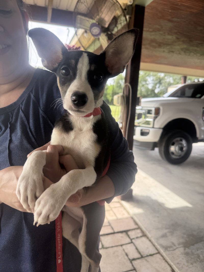 Oliver- JRT