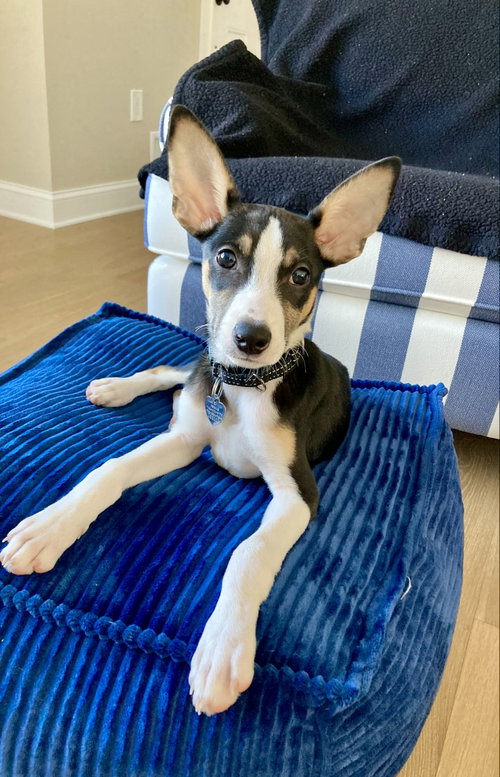 Oliver - JRT, an adoptable Jack Russell Terrier in Oakhurst, NJ