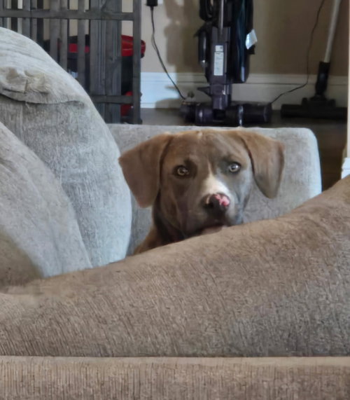 Leo- From Garage Guest To House King photo 2