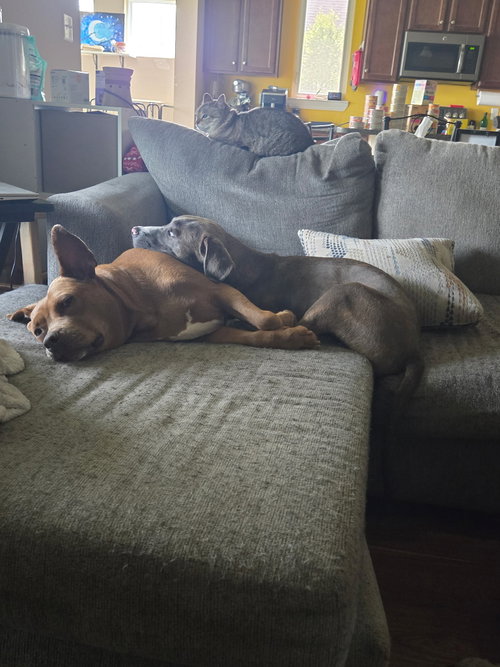 Leo- From Garage Guest To House King photo 3