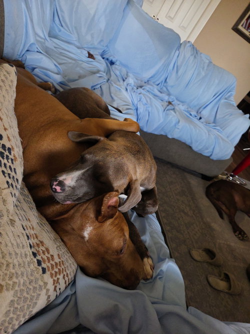 Leo- From Garage Guest To House King photo 4