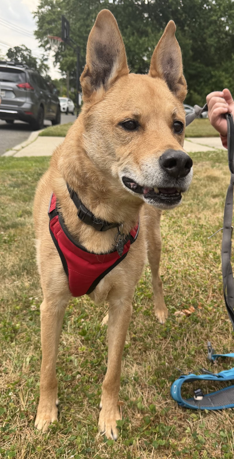 Apollo – He’ll love you to the moon and back