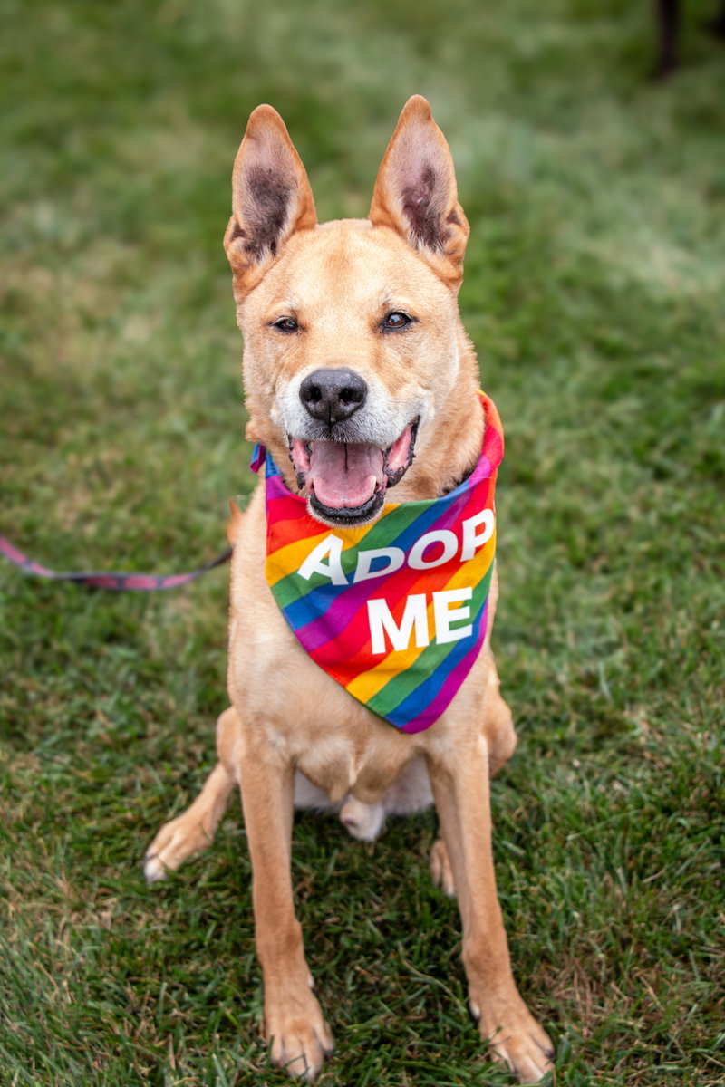 Apollo – He’ll love you to the moon and back