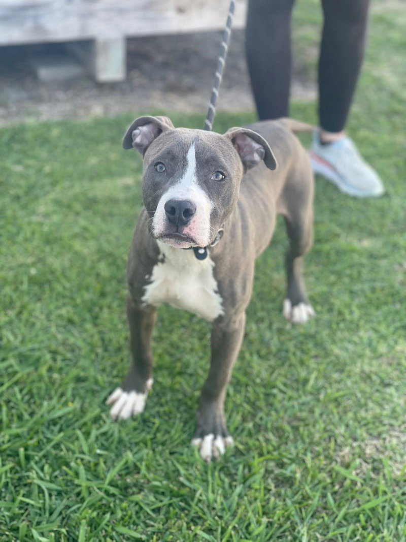 Atlas