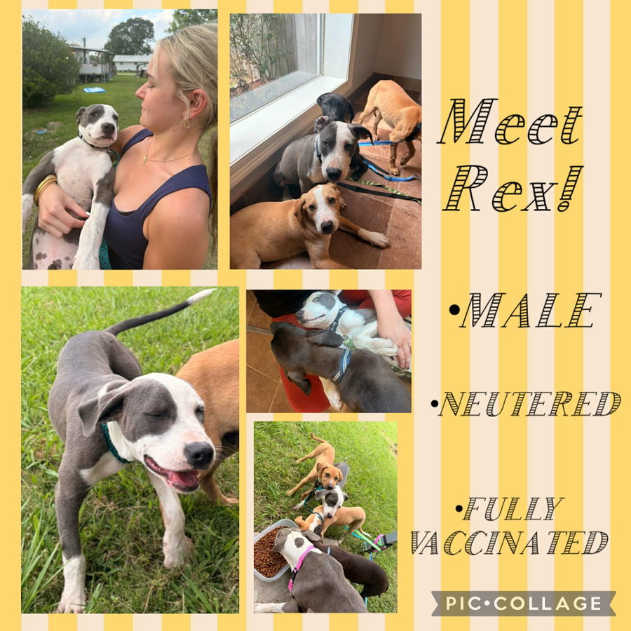 Rex-brave boy