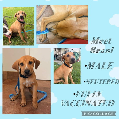 Bean-beautiful boy, an adoptable American Pit Bull Terrier in Oakhurst, NJ