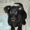 Honey Bear