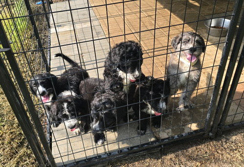 Clyde- Poodle Pup photo 2