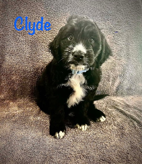 Clyde- Poodle Pup