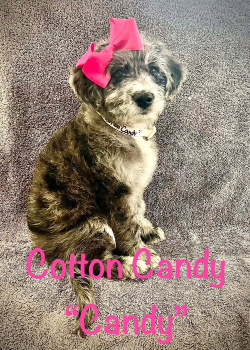 Cotton Candy