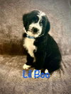 Lil Boo - No more applications please!