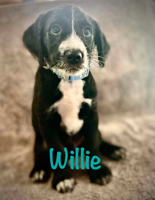 Willie- poodle pup, an adoptable Poodle in Oakhurst, NJ