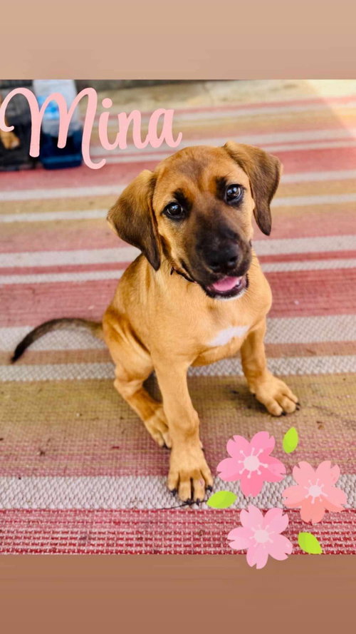 Mina- smart, sweet and sassy, an adoptable Black Mouth Cur in Oakhurst, NJ