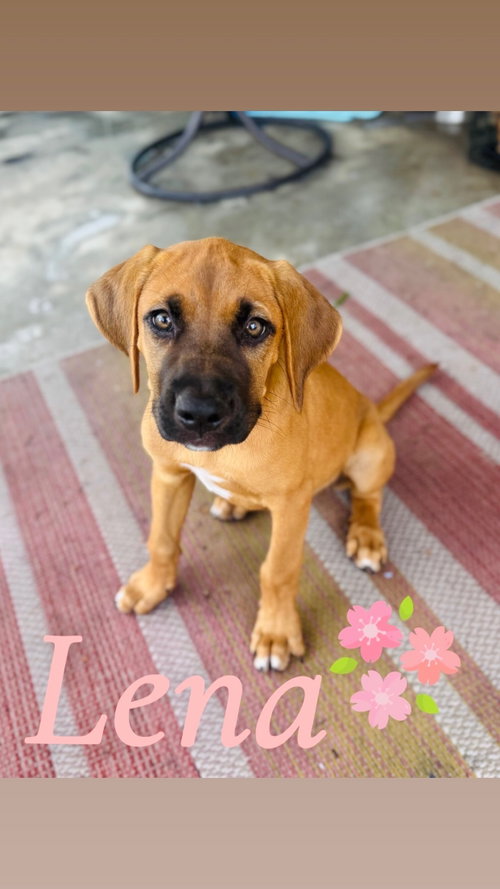 Lena-smart sweet and sassy, an adoptable Black Mouth Cur in Oakhurst, NJ