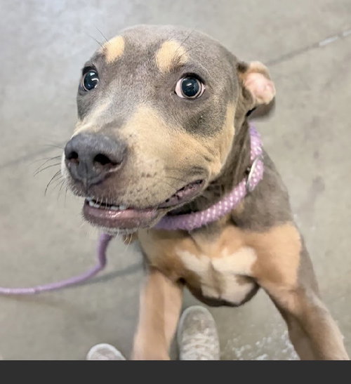 Lollie- sweet gentle girl