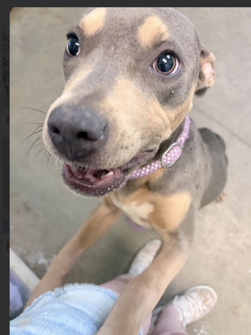 Lollie- Sweet Gentle Girl photo 2