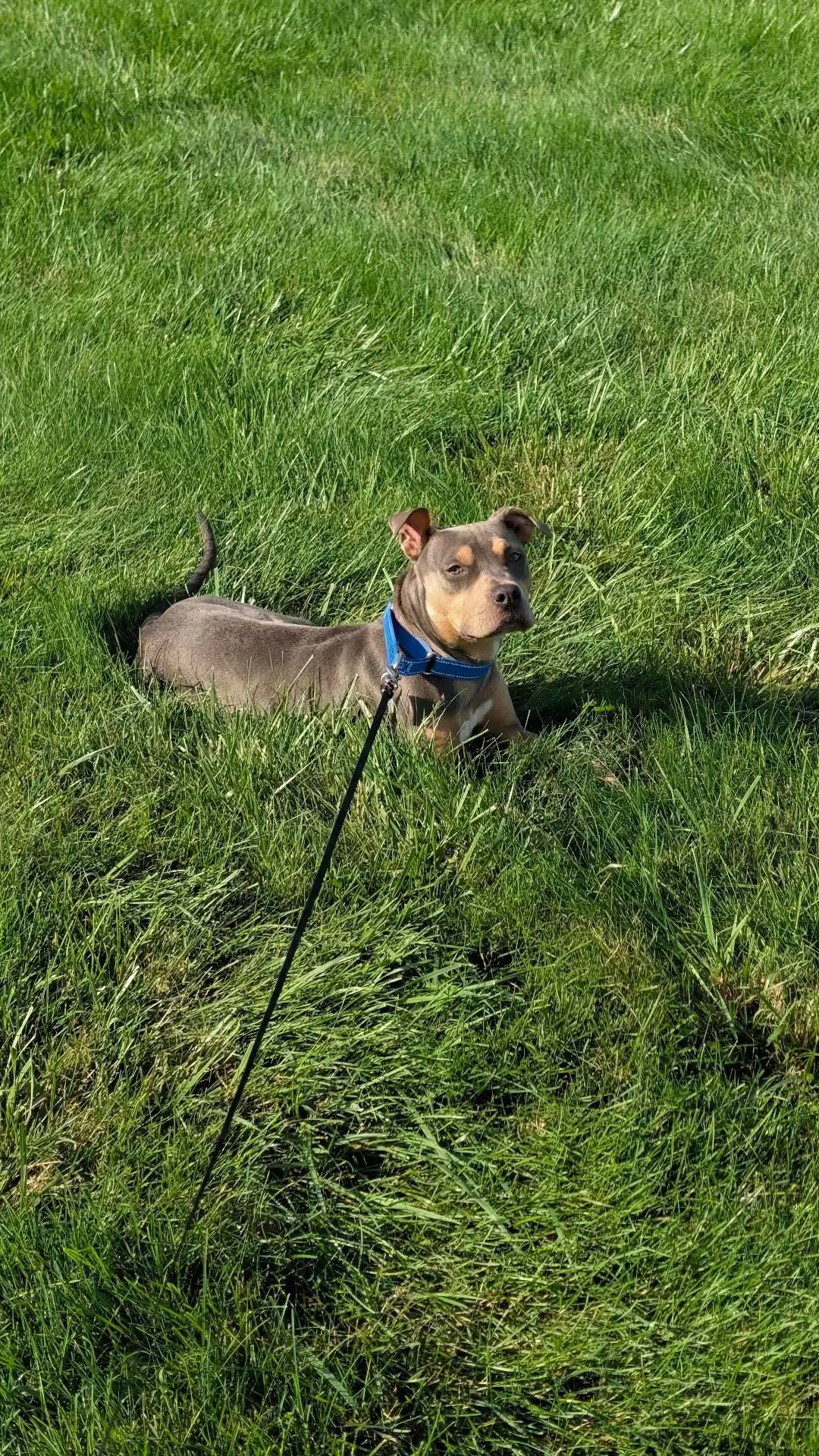 Lottie - Looking For Love - American Staffordshire Terrier