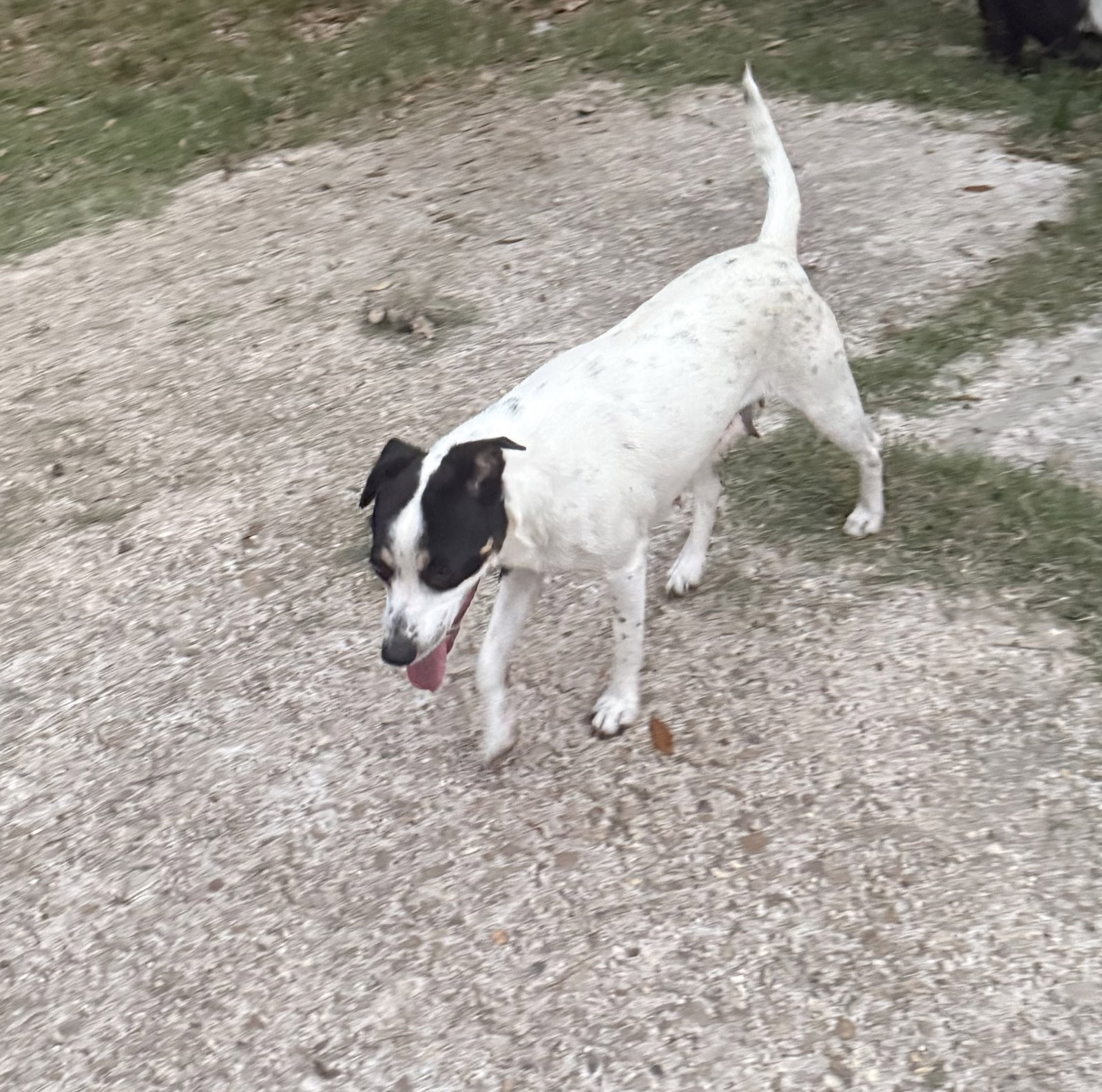 Tally - backyard explorer, dog