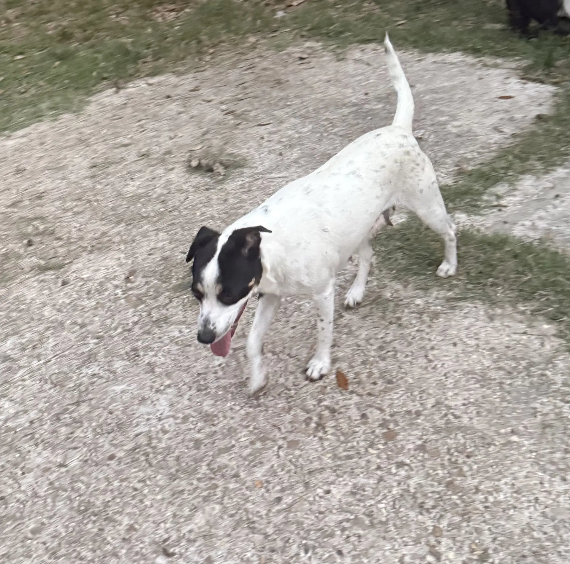 Tally- Backyard Explorer - Rat Terrier