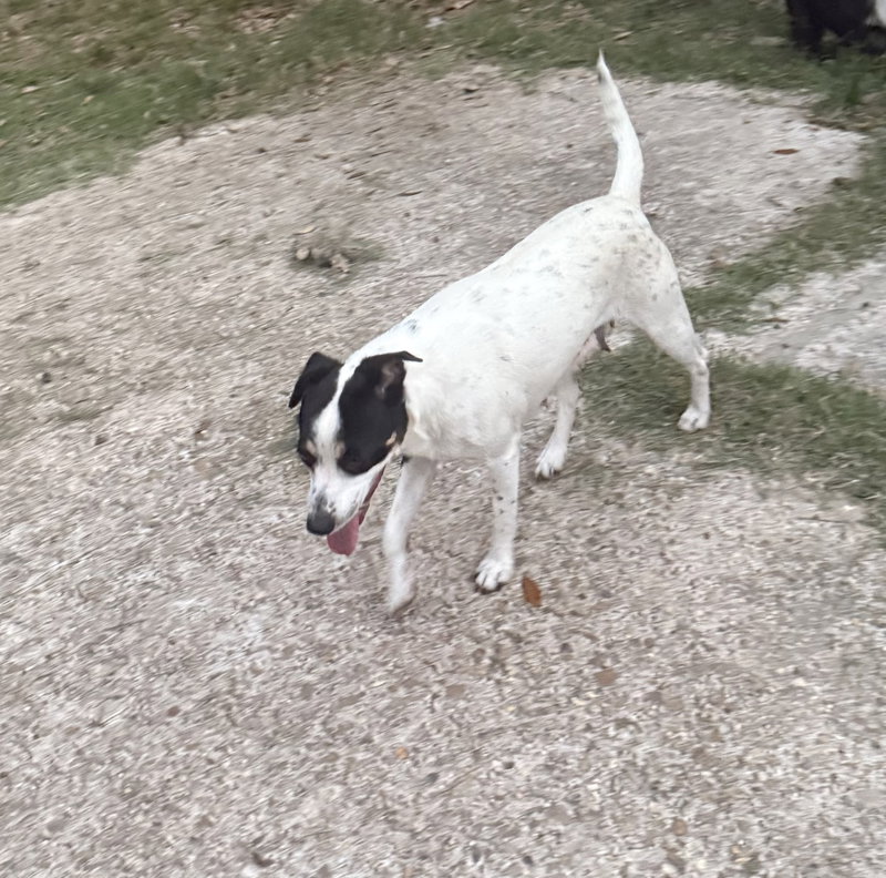 Tally- backyard explorer