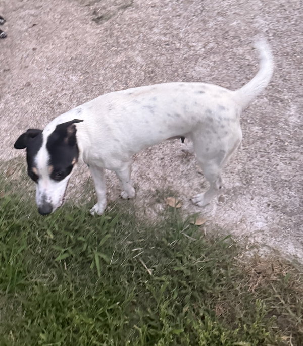 Tally - backyard explorer