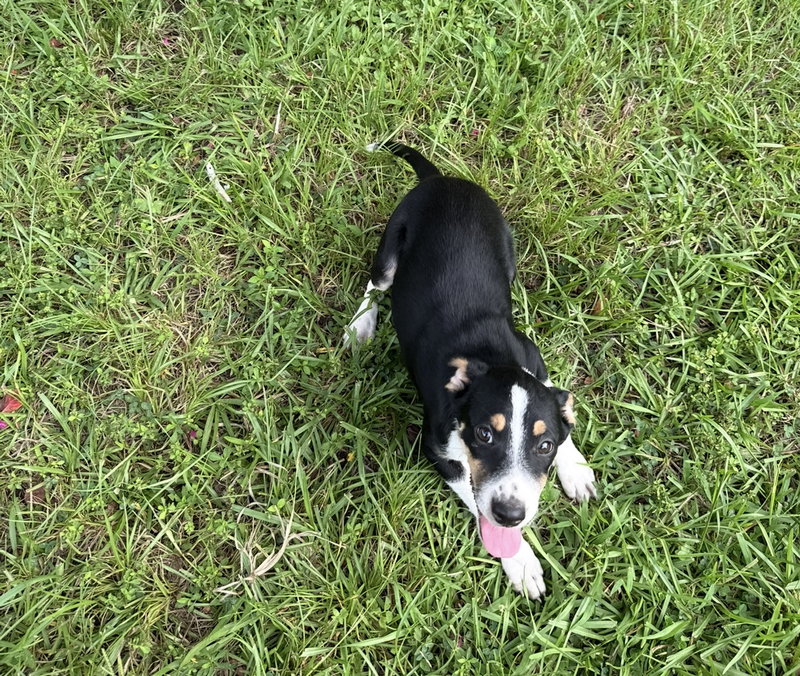 Jasmine- small pup, big love