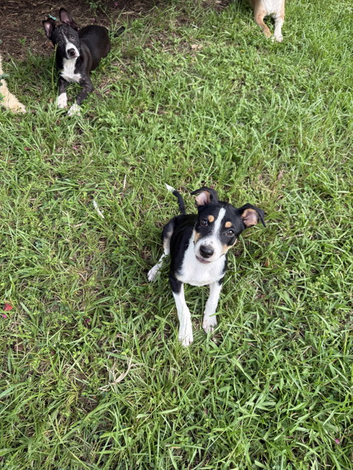 Jasmine- Small Pup photo 2