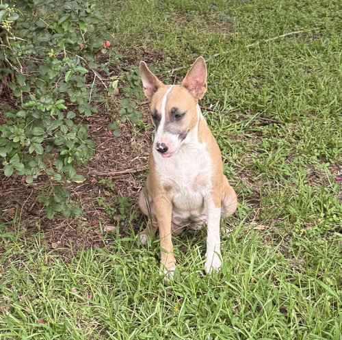 Linda- Mamma Dog Ready For Some Me Time photo 2