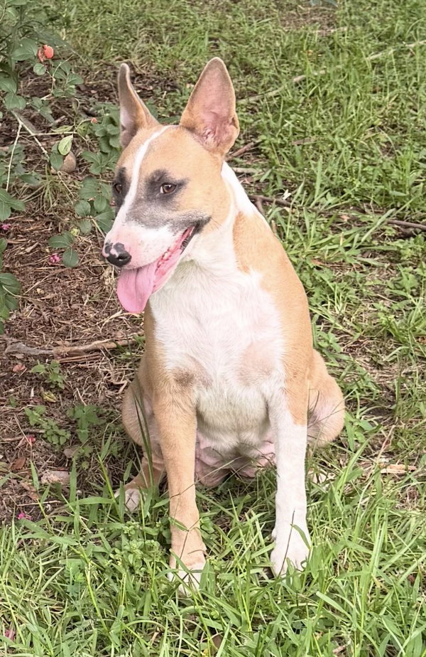 Linda - mamma dog ready for some me time