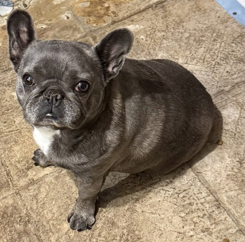 Betty- Snorts And Snuggles