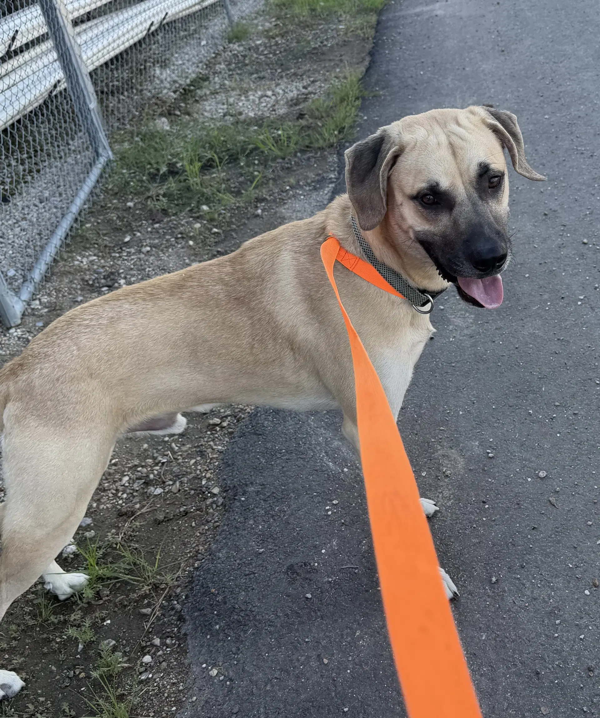Reebok- Runs On Treats - Black Mouth Cur