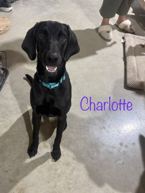 Charlotte- Too Cute To Miss