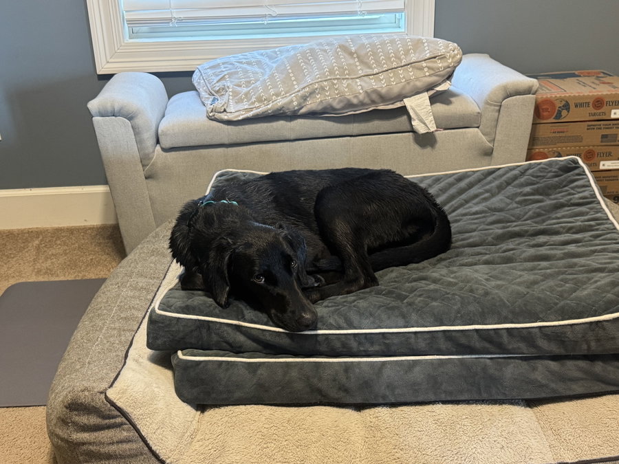 Charlotte- too cute to miss