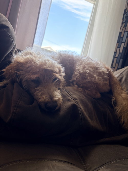 Rascal - Little Ninja, photo 2