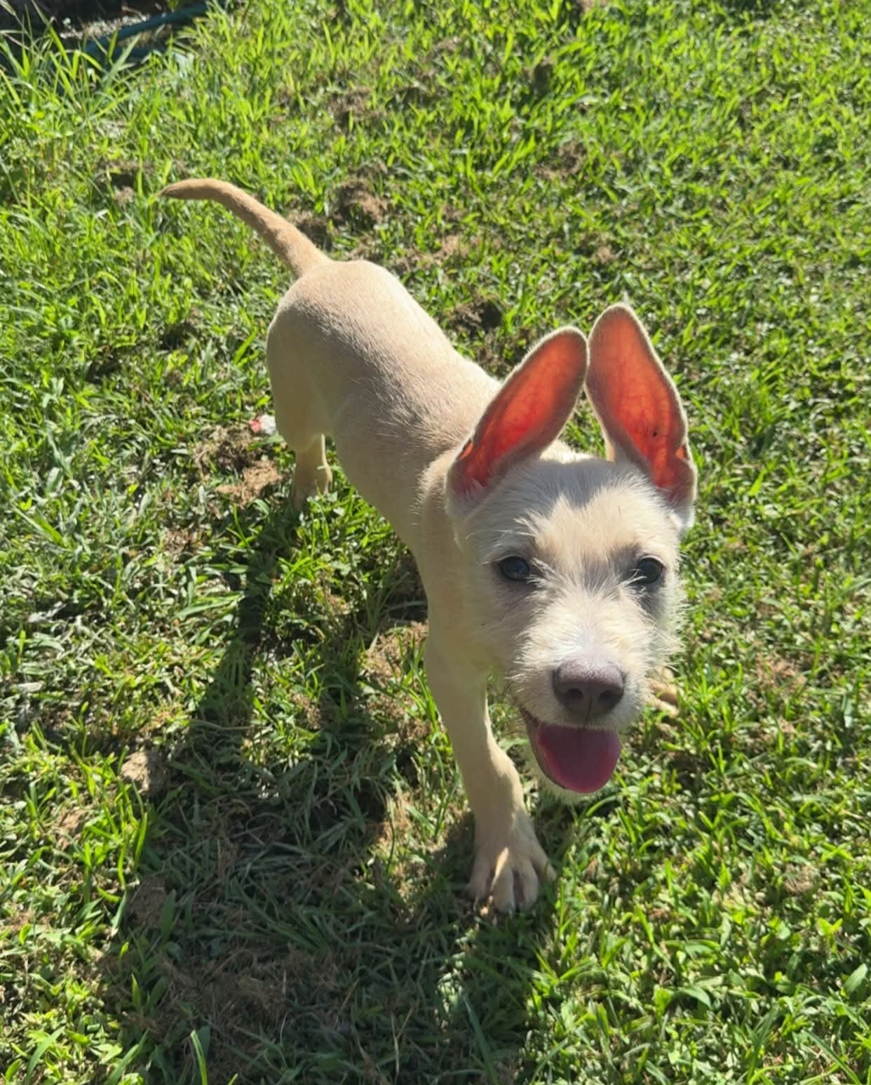 Swiss Cheese- Magical Ears - Terrier