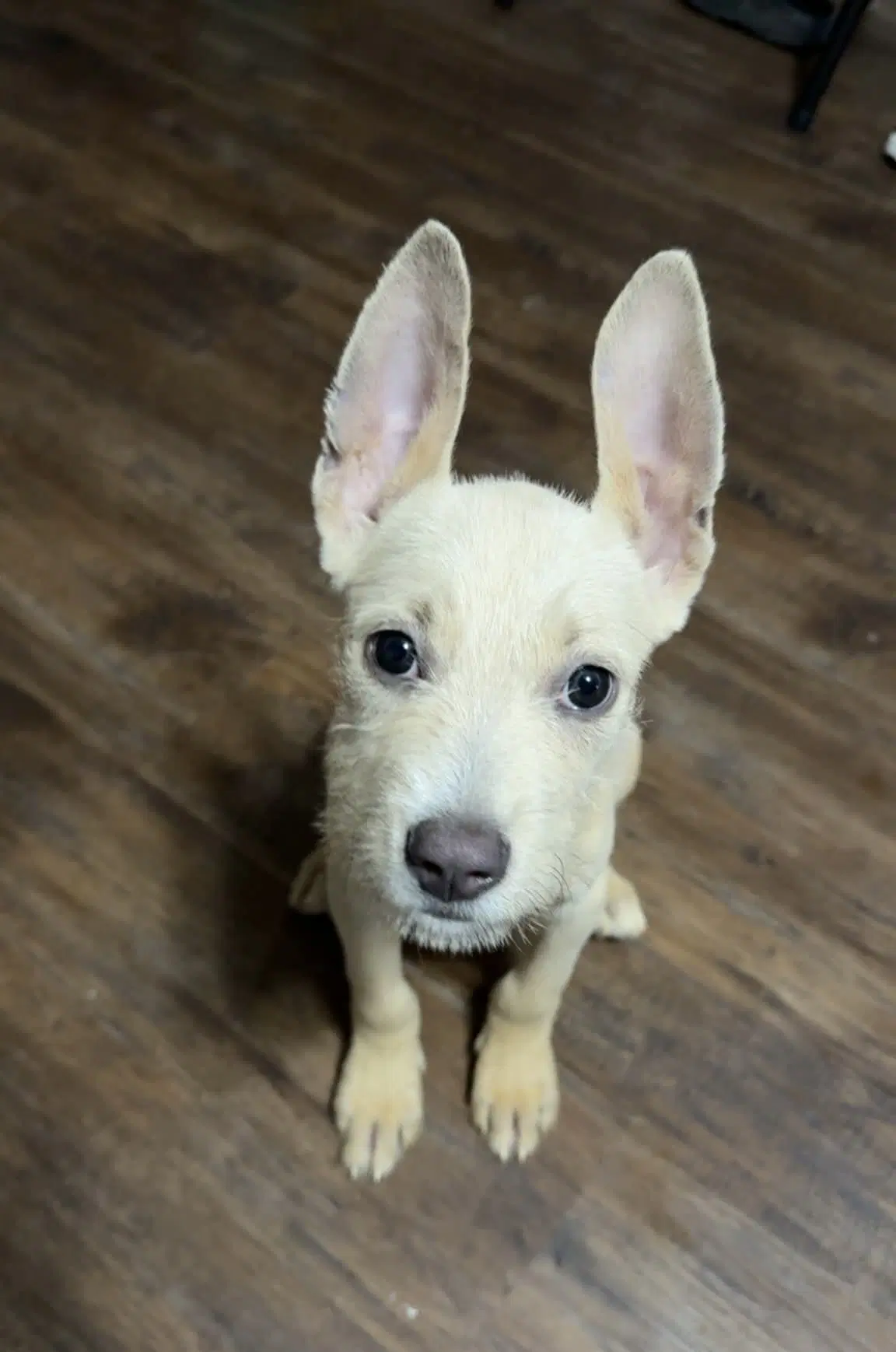 Swiss Cheese- Magical Ears image 4