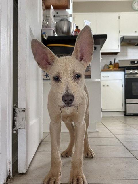 Photo 4 of "Swiss" cheese - ADOPTION PENDING