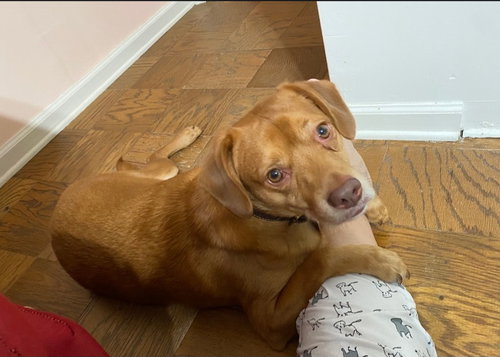 Peanut- Big Hearted Boy