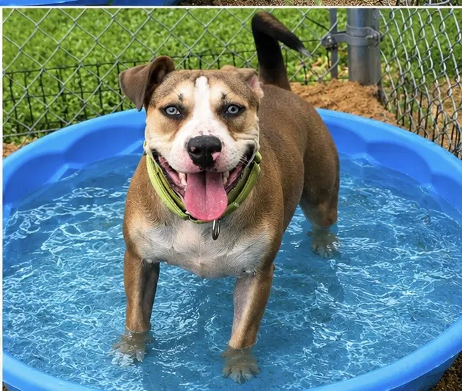 Rya- Total Lovebug - American Pit Bull Terrier