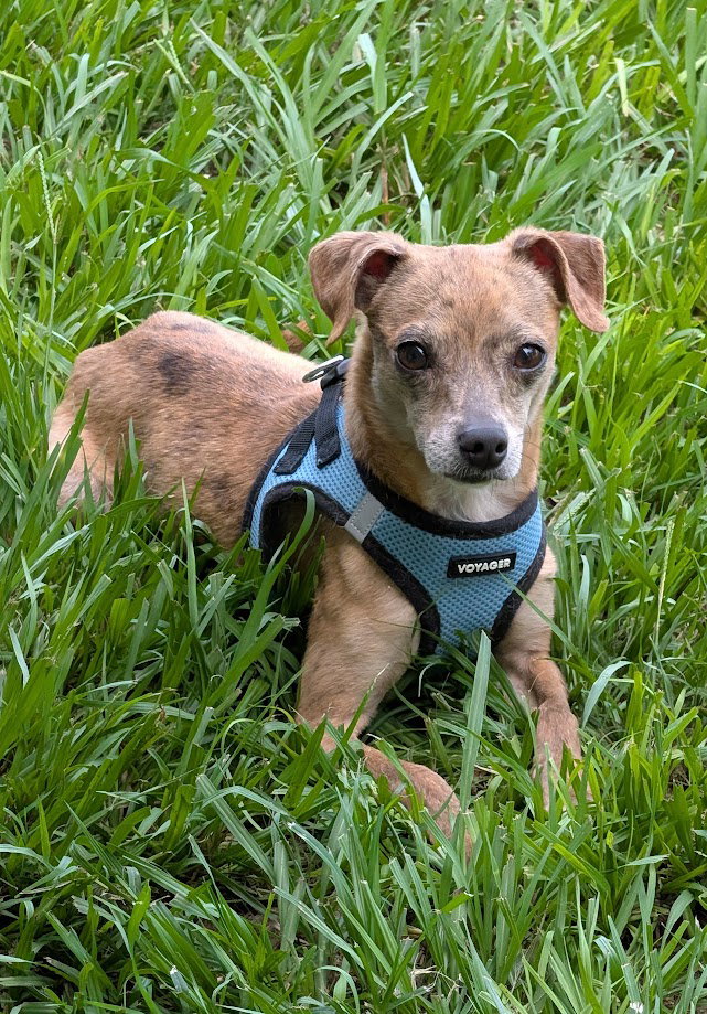 Moochie – affectionate love bug