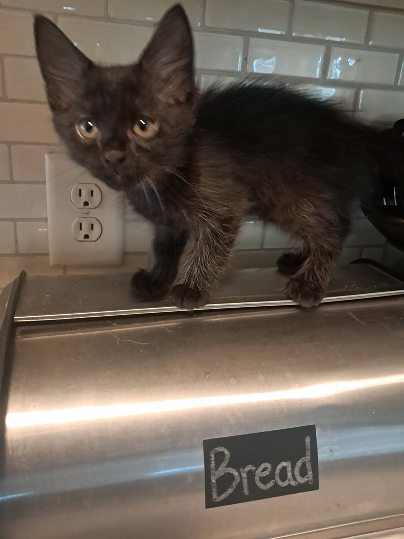 BEAR – can barely wait to crawl into your heart!