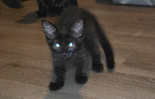 Photo 2 of BEAR - can barely wait to crawl into your heart!